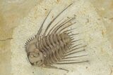 Spiny Trilobite (Kettneraspis) - Black Cat Mountain, Oklahoma #241415-1